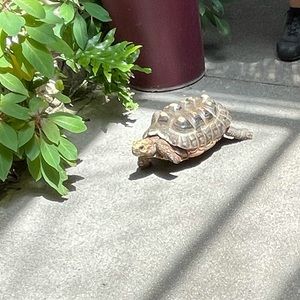 Meet your Posher, Eva